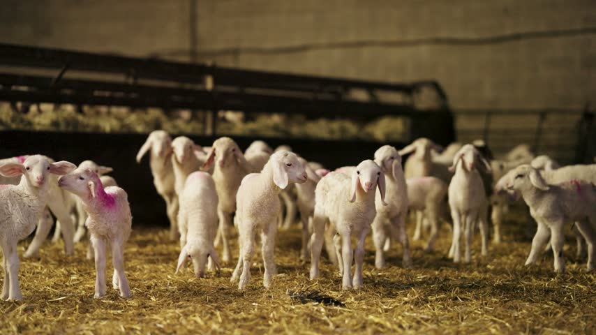 Cute white newborn lambs standing together on a straw covered floor inside a stable. The small sheep flock is looking at the camera