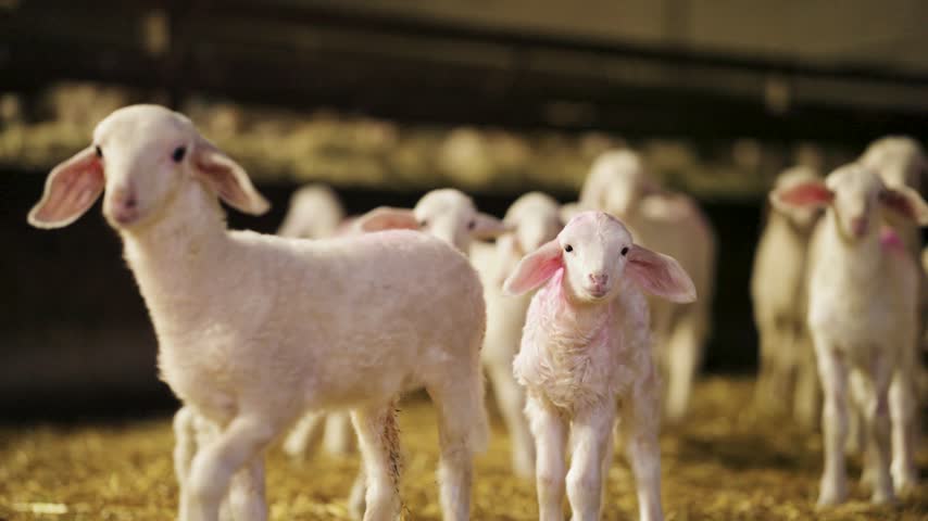 Numerous adorable young white lambs standing inside a warm and cozy sheepfold. A cute newborn lamb is looking directly at the camera