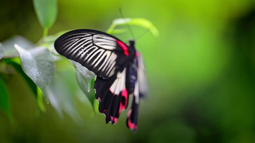 A butterfly holds its wings partly open on a leaf, displaying pale veined panels and red patches.