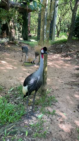 Vertical 9:16 aspect ratio video of a majestic grey crowned crane bird with its golden crest in focus, while another individual is visible blurry in the distant background