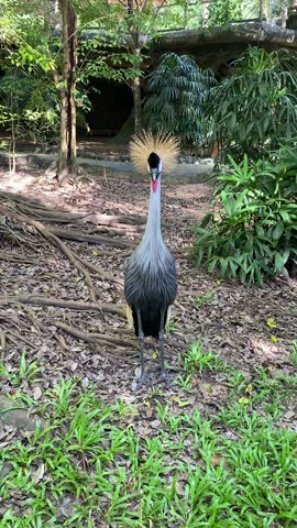 Vertical 9:16 aspect ratio video capturing a close-up of a single grey crowned crane bird, focusing on its unique golden crest and elegant facial features against a natural background