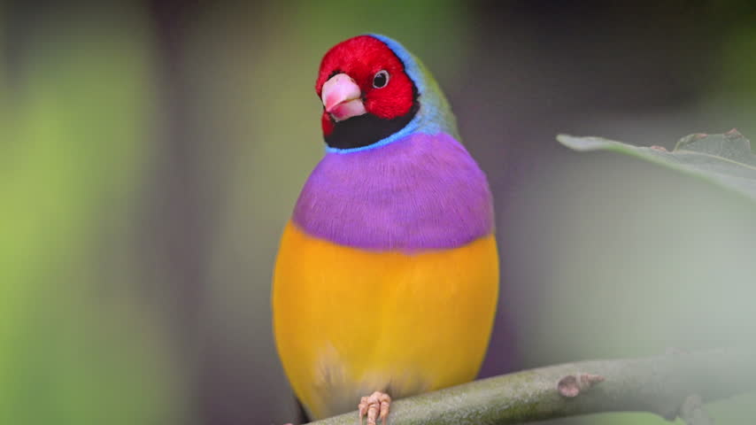 A red-headed Gouldian finch turns to the side, revealing its blue collar above a purple breast and yellow belly.