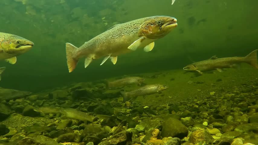 Group of Atlantic salmon swimming underwater over rocky river bed. Clear green water showing fish migration and freshwater ecosystem.