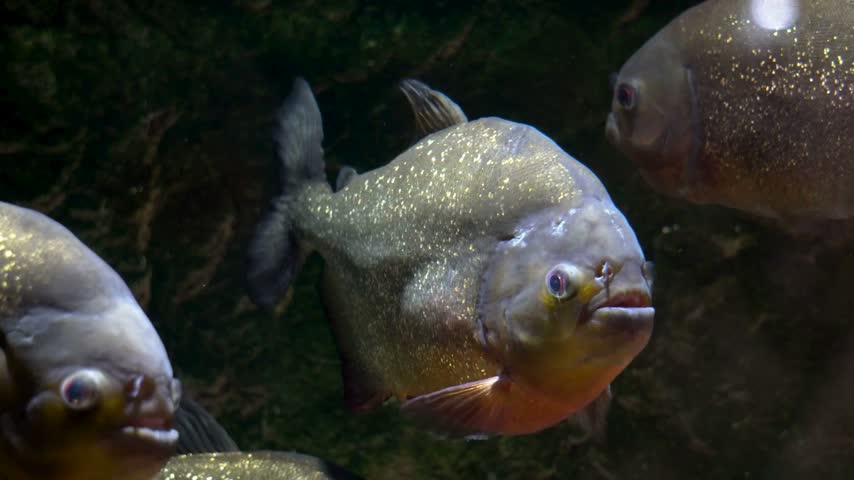Close up of red-bellied piranha swimming in dark Amazon river water, dangerous predator fish.