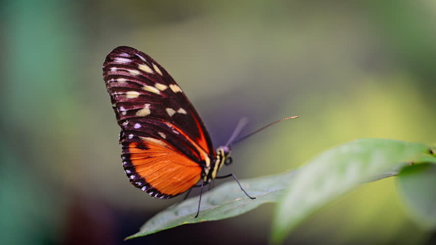 An orange and black butterfly stays perched on a leaf, its upright wings outlined against soft green bokeh.