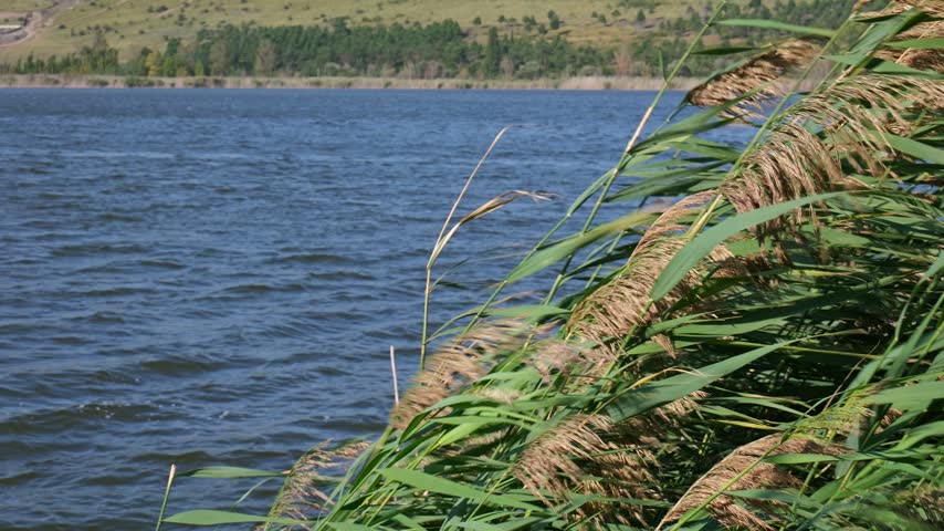 Common reeds with green leaves blowing in a gentle breeze on a lakeshore. Scenic view of blue water and a distant green hill on a sunny day