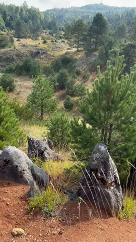 Panning shot of young pine trees and sharp grey rocks on reddish clay soil in a mountain valley. Vertical. Nature background 