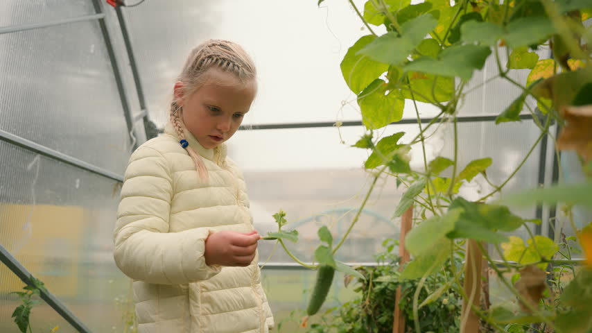 Serious curious Caucasian little girl touching cucumber leaves exploring nature environment in greenhouse. European child kid daughter baby touch plants growing food eco organic nutrition farming