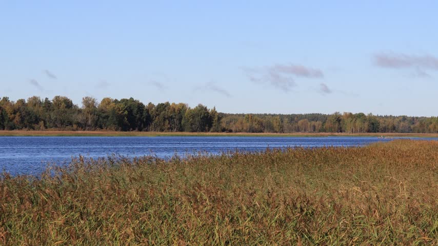 Reeds on the riverbank in an autumn forest on a sunny day.