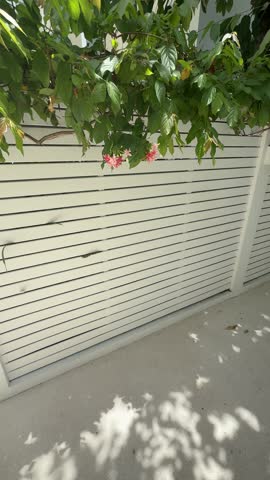 Sunlight shines through tree branches, creating shifting shadows on a white wooden fence in a garden throughout the day.