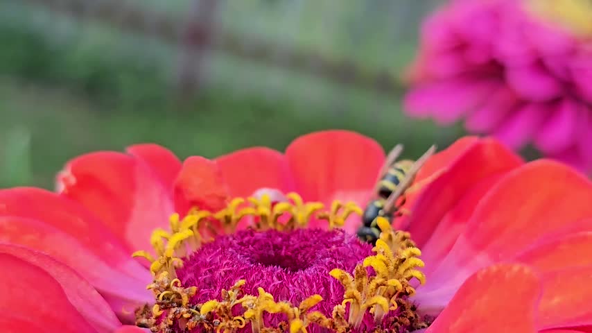 Bumblebee on a red dahlia flower in a garden.