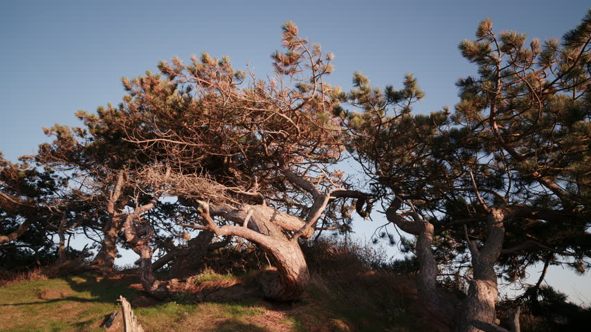 Static low-angle view of wind-sculpted pine trees growing along a coastal cliff at Kullaberg Nature Reserve in Sweden, lit by warm evening sunlight. Twisted trunks and bare branches show the effect of constant coastal winds.