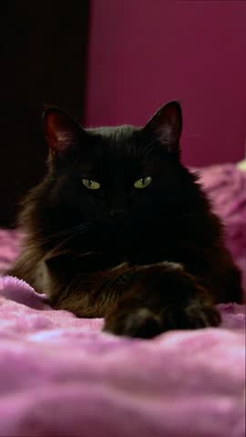 A beautiful long-haired black cat with green eyes blinks while lying on a purple piece of furniture, in slow motion.