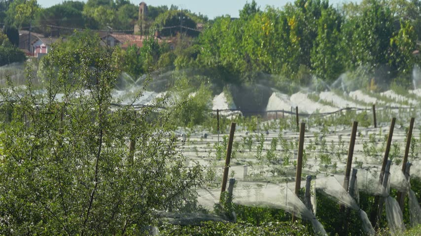 Farm has netted crops and irrigation