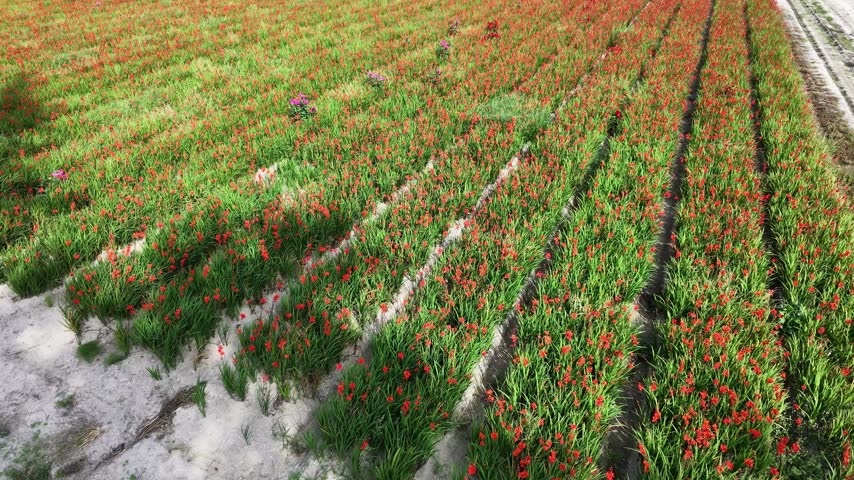 drone, aerial view of red dutch hyacinth cut flower field near the keukenhof, lisse