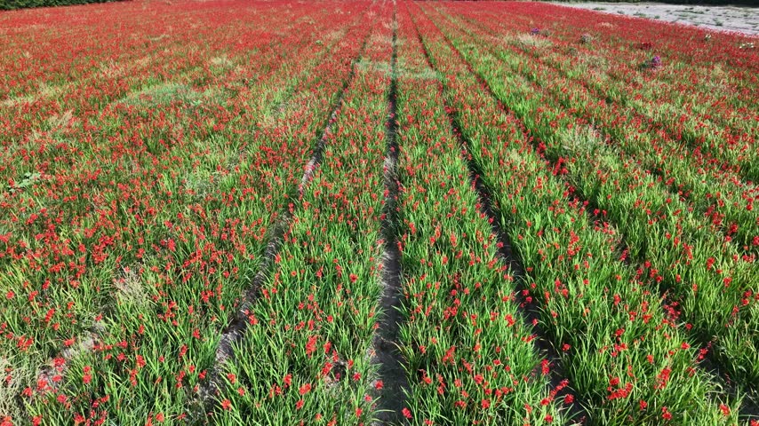 drone, aerial view of red dutch hyacinth cut flower field near the keukenhof, lisse
