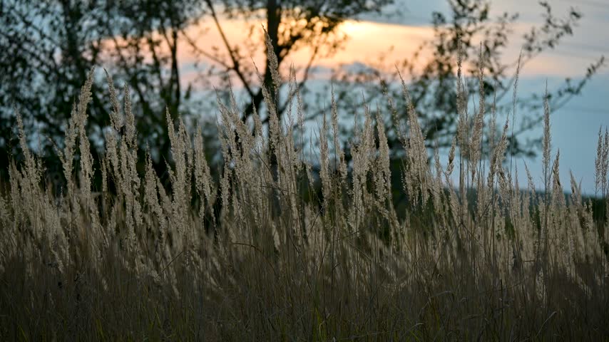 Dry grass and vegetation at sunset, swaying in the breeze. Nature at the beginning of autumn.