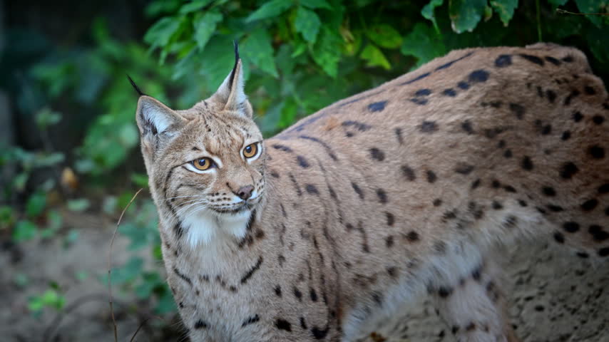 A lynx stands near leafy vegetation, looks toward the camera, then turns its head away.