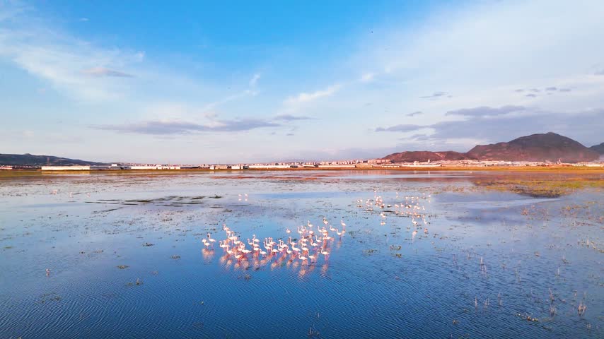 Wide Drone Shot of Flamingo Flock Scattering on Lake at Blue Sky