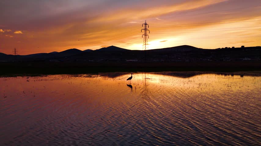 Heron Silhouette Standing in Lake Water During Golden Sunset