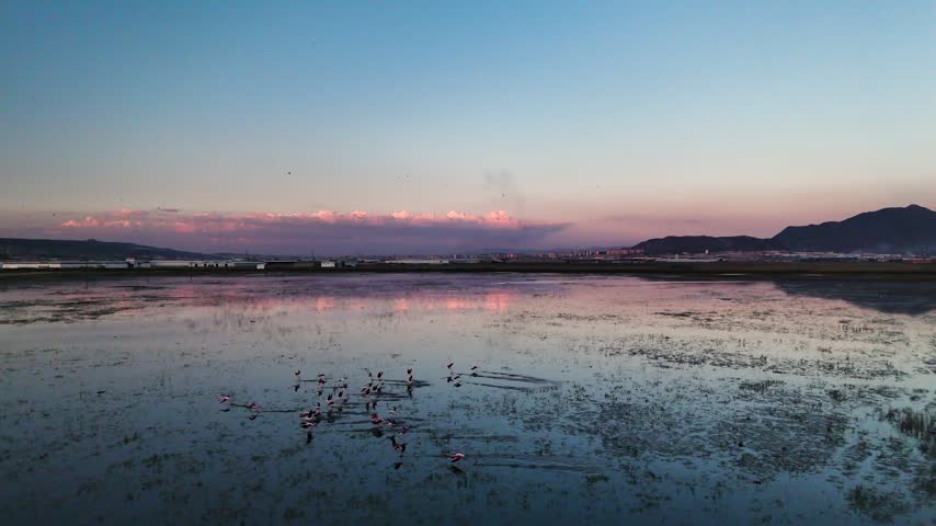 Aerial View of Flamingo Flock on Lake with Snow Capped Mountains at Twilight