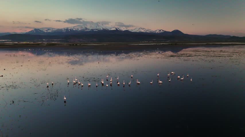 Aerial View of Flamingo Flock on Lake with Snow Capped Mountains at Twilight