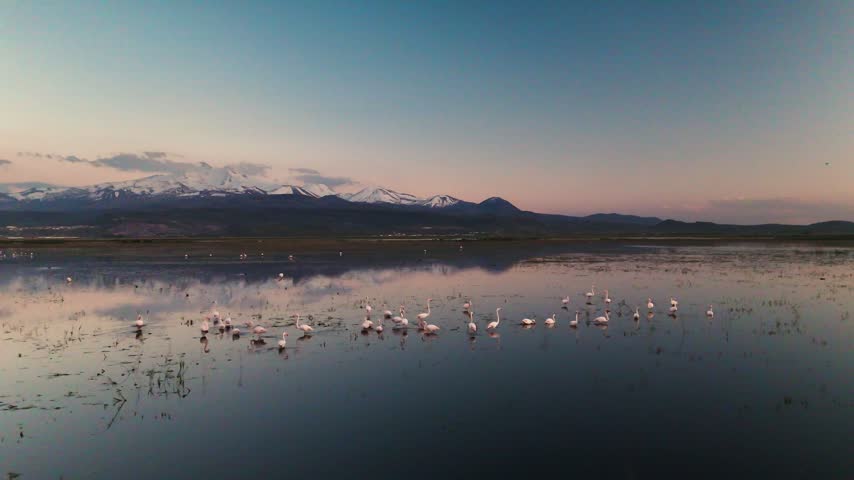 Aerial View of Flamingo Flock on Lake with Snow Capped Mountains at Twilight