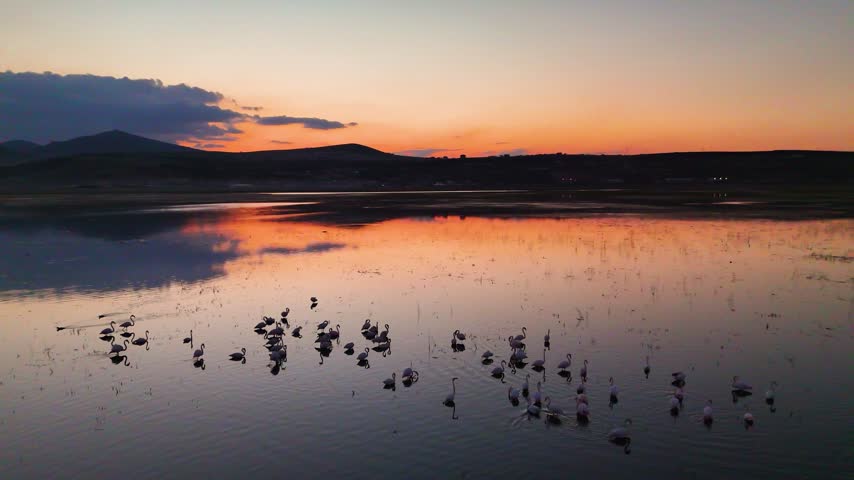 Wide Drone Shot of Flamingo Flock Scattering on Lake at Orange Sunset