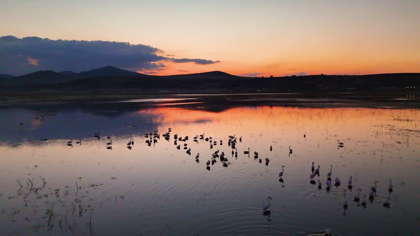 Wide Drone Shot of Flamingo Flock Scattering on Lake at Orange Sunset