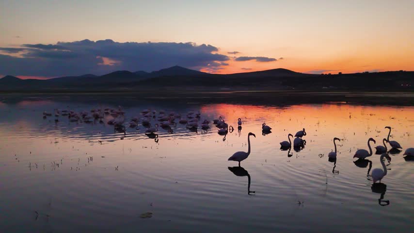Wide Drone Shot of Flamingo Flock Scattering on Lake at Orange Sunset