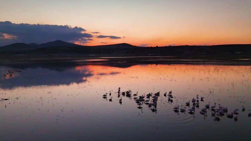 Wide Drone Shot of Flamingo Flock Scattering on Lake at Orange Sunset