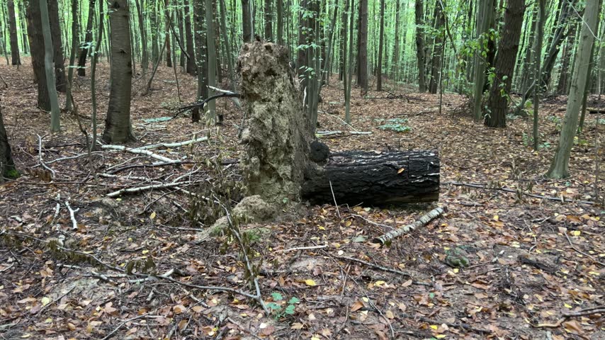 Uprooted tree with exposed roots in autumn forest