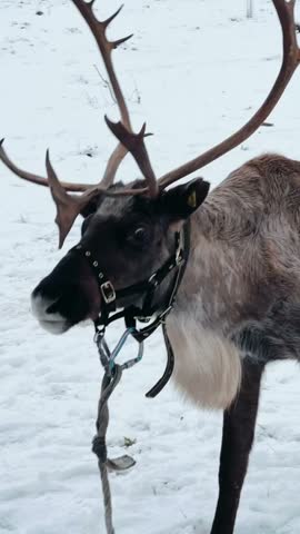 Reindeer with large antlers wearing a harness and standing on snow-covered ground, lowering its head toward the snow in a winter outdoor environment.