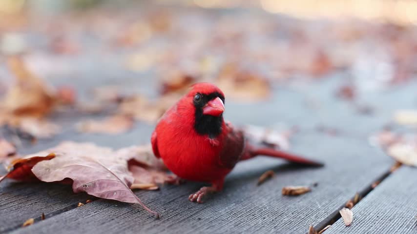 A male Northern Cardinal (Cardinalis cardinalis) stunned after a window strike