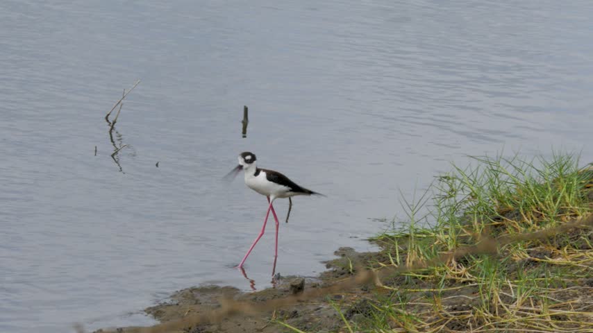 A Black-necked Stilt, Himantopus mexicanus, wading through shallow coastal water near a muddy shoreline. The bird displays distinctive black and white plumage, a long thin bill, and bright pink legs r