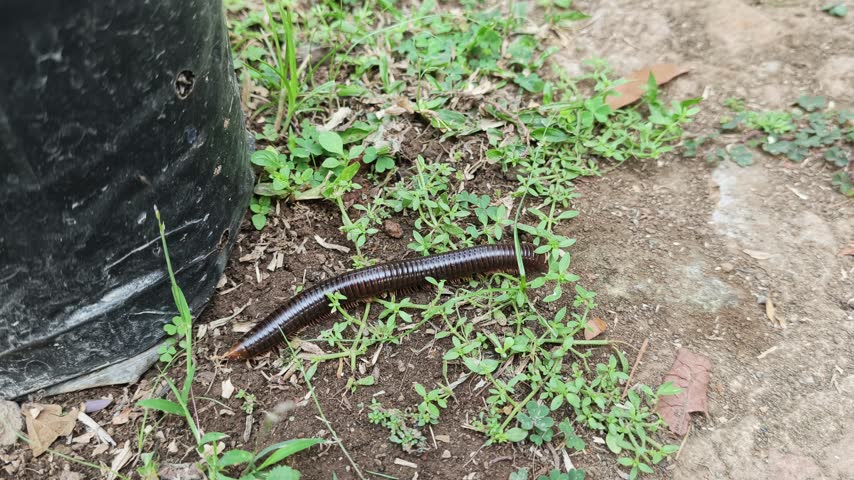 Close-Up of anBlack Millipede Crawling on Soil Near a Plant Pot