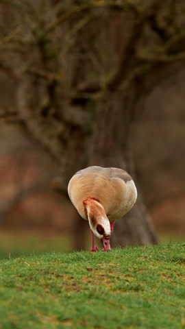 Egyptian goose foraging on grassy lawn with head lowered and pink legs visible, set against soft blurred woodland background under gentle daylight.