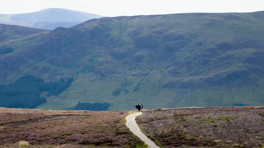 Group of hikers trekking along winding dirt trail through purple heather fields with majestic green mountains in background. Scenic outdoor mountain landscapes for adventure travel.