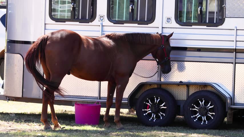 Side view of brown horse standing tied next to horse trailer at sunny outdoor venue. Animal rests calmly by pink bucket during competition. High quality video footage.