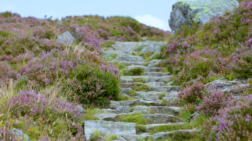 Scenic stone pathway winding uphill through vibrant purple flowering heather on mountain landscape. Natural hiking trail with rugged rocks in peaceful rural countryside setting.