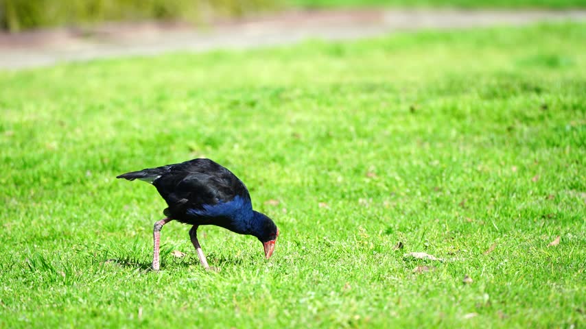 A Purple Swamphen, Porphyrio porphyrio, feeding on grass at Sale Botanic Gardens in Victoria, Australia. The wetland bird is foraging naturally in a green botanical garden environment.