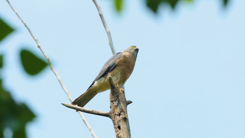 Small grey and brown hawk bird of prey perching alertly on a dead tree branch against a clear blue sky