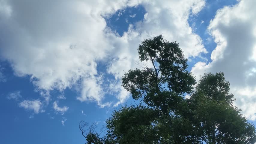 Looking up at a tree silhouette with fluffy white clouds drifting across a bright blue sky.