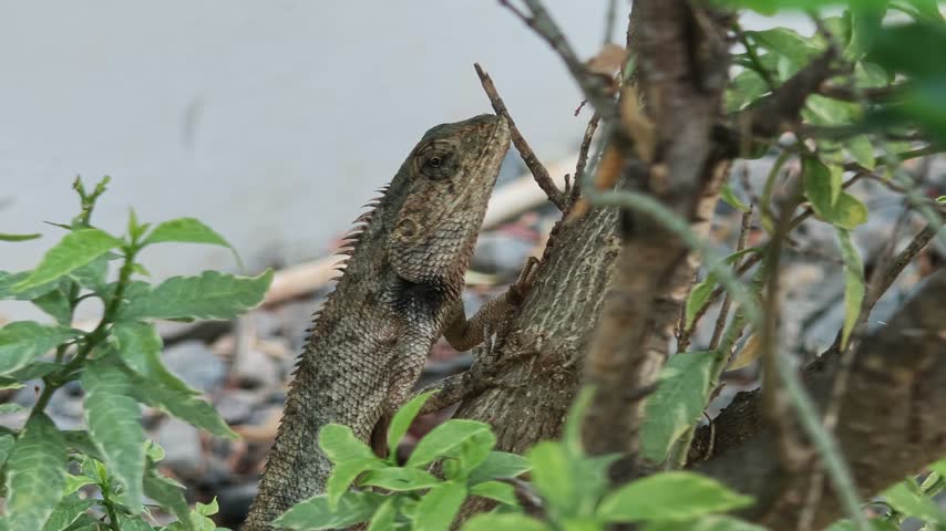 Camouflaged Small Brown Lizard Perched Tree Branches and Green Leaves