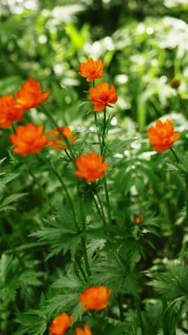 Vibrant orange flowers bloom amid lush green foliage. Sunlight filters through leaves, enhancing color richness. Plants stand tall, petals open fully in daylight. Ideal for nature, gardening