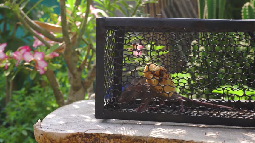 Camera pans left to right showing a small live rat caught inside a black metal wire cage trap with bait on an outdoor wooden stump