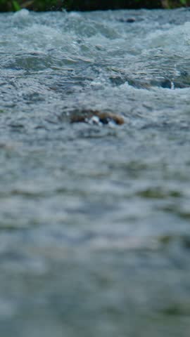 Close-up of rushing river water with blurred motion. Turbulent surface reflects muted light. Green algae visible beneath frothy waves. Ideal for nature, environmental, or travel themes