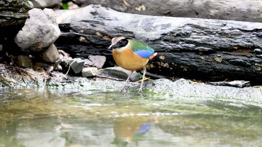 The Blue-winged Pitta in nature