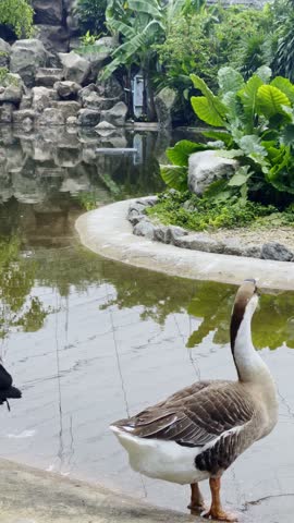 brown goose standing by the pond, yellow billed stork walking around in the park