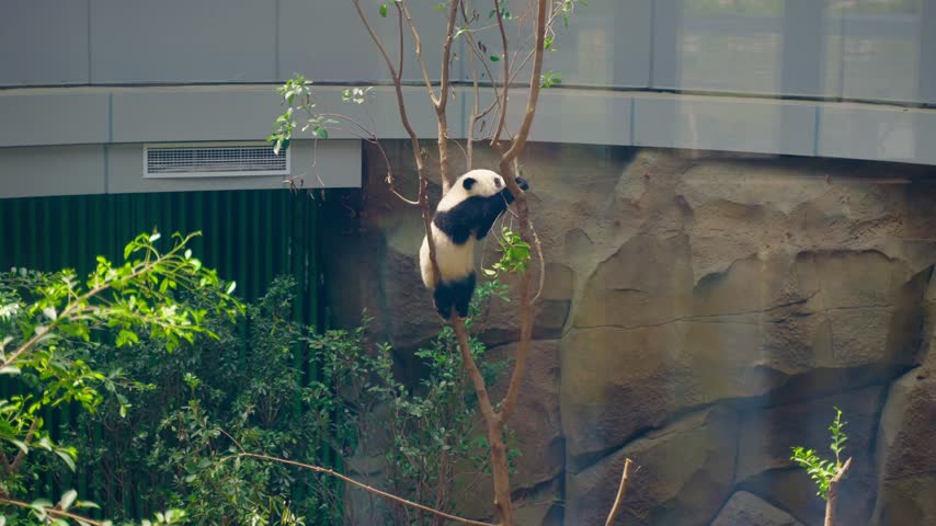 A giant panda climbing a tree at Chengdu Research Base in China,A giant panda exploring outdoors in China